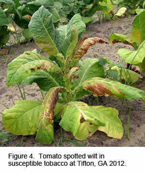 Tomato spotted wilt in susceptible tobacco at Tifton, GA, 2012