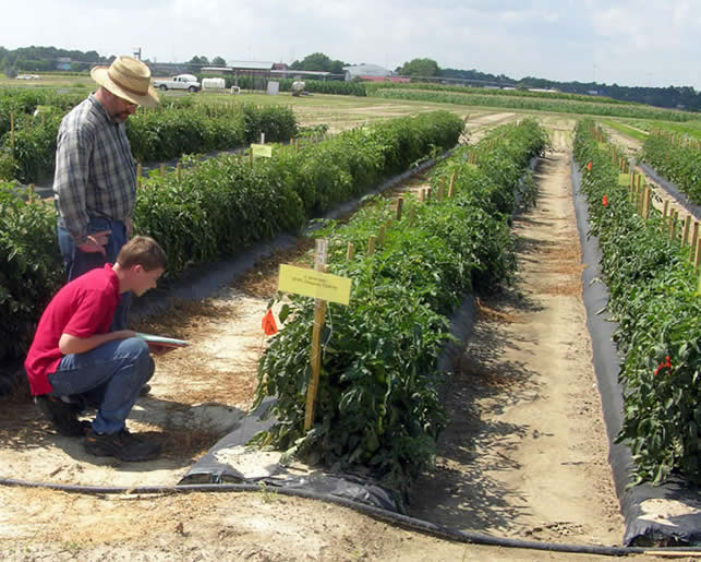 Management - USDA RAMP Project