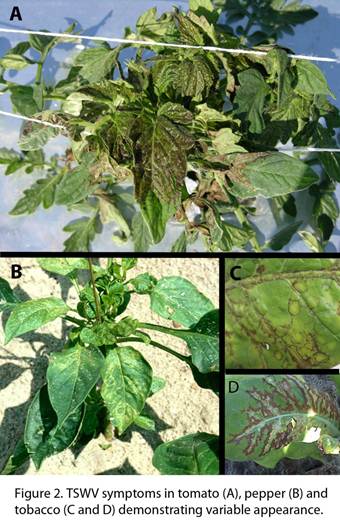 Tospovirus Pathosystem - USDA RAMP Project | Tomato Spotted Wilt Virus