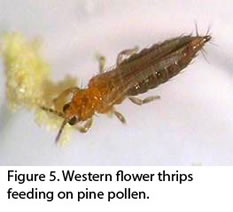 Thrips Vectors - USDA RAMP Project | Tomato Spotted Wilt Virus